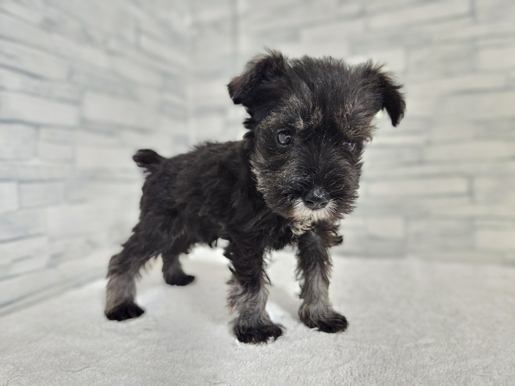 神奈川県のミニチュアシュナウザー (かねだいペットトライアル相模原/2025年11月9日生まれ/男の子/ソルトペッパー)の子犬の2枚目の画像