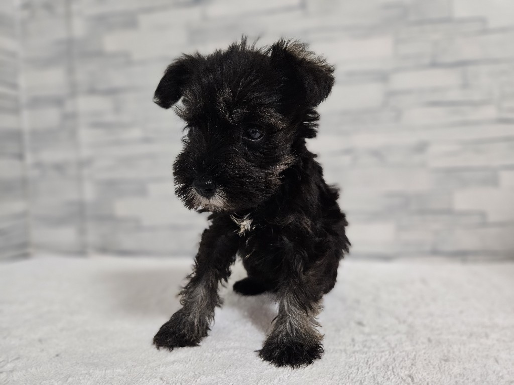 神奈川県のミニチュアシュナウザー (かねだいペットトライアル相模原/2025年11月9日生まれ/男の子/ソルトペッパー)の子犬の4枚目の画像