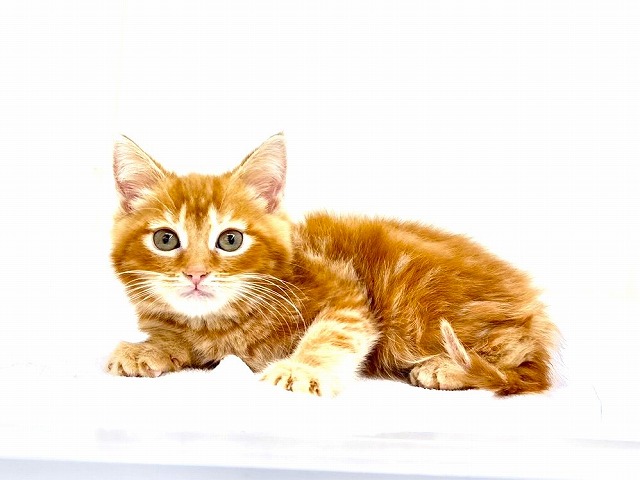 東京都のマンチカン (かねだい本町田店/2025年10月18日生まれ/女の子/レッドタビー)の子猫の2枚目の画像