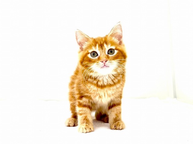 東京都のマンチカン (かねだい本町田店/2025年10月18日生まれ/女の子/レッドタビー)の子猫の3枚目の画像