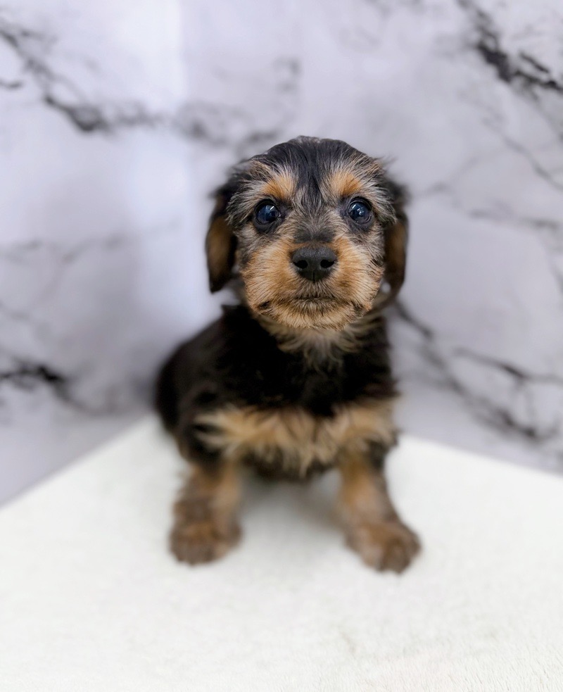 神奈川県のダックスヨーキー (かねだい東戸塚店/2025年11月8日生まれ/男の子/スチールブルータン)の子犬の1枚目の画像