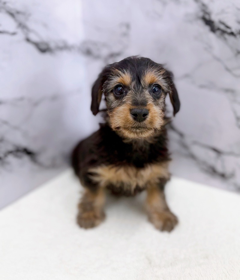 神奈川県のダックスヨーキー (かねだい東戸塚店/2025年11月8日生まれ/男の子/スチールブルータン)の子犬の2枚目の画像