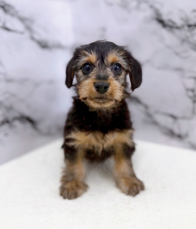 神奈川県のダックスヨーキー (かねだい東戸塚店/2025年11月8日生まれ/男の子/スチールブルータン)の子犬の3枚目の画像