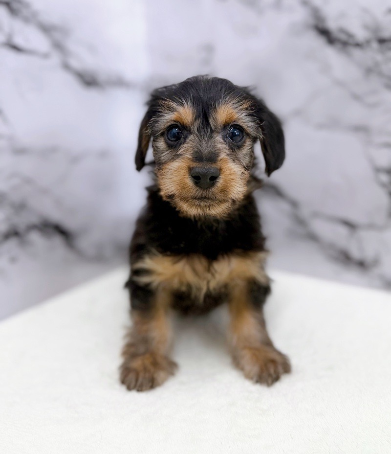 神奈川県のダックスヨーキー (かねだい東戸塚店/2025年11月8日生まれ/男の子/スチールブルータン)の子犬の4枚目の画像