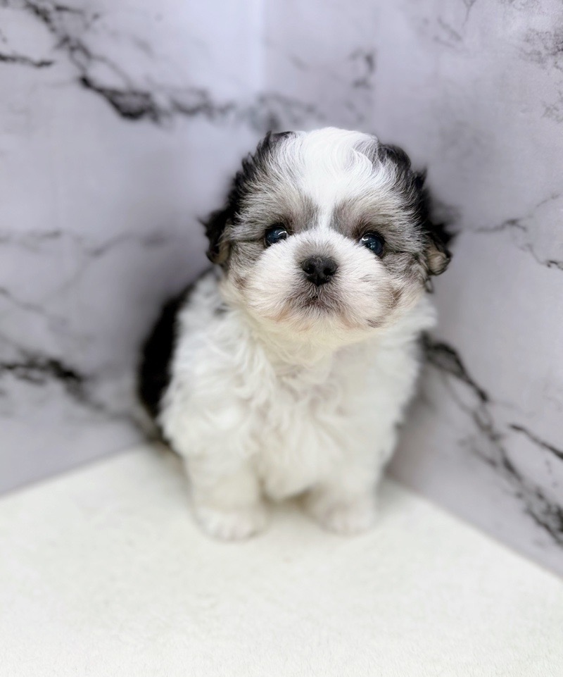 神奈川県のチワマル/マルチワ(チワワ×マルチーズ) (かねだい東戸塚店/2025年11月6日生まれ/男の子/ブラックホワイト)の子犬の1枚目の画像
