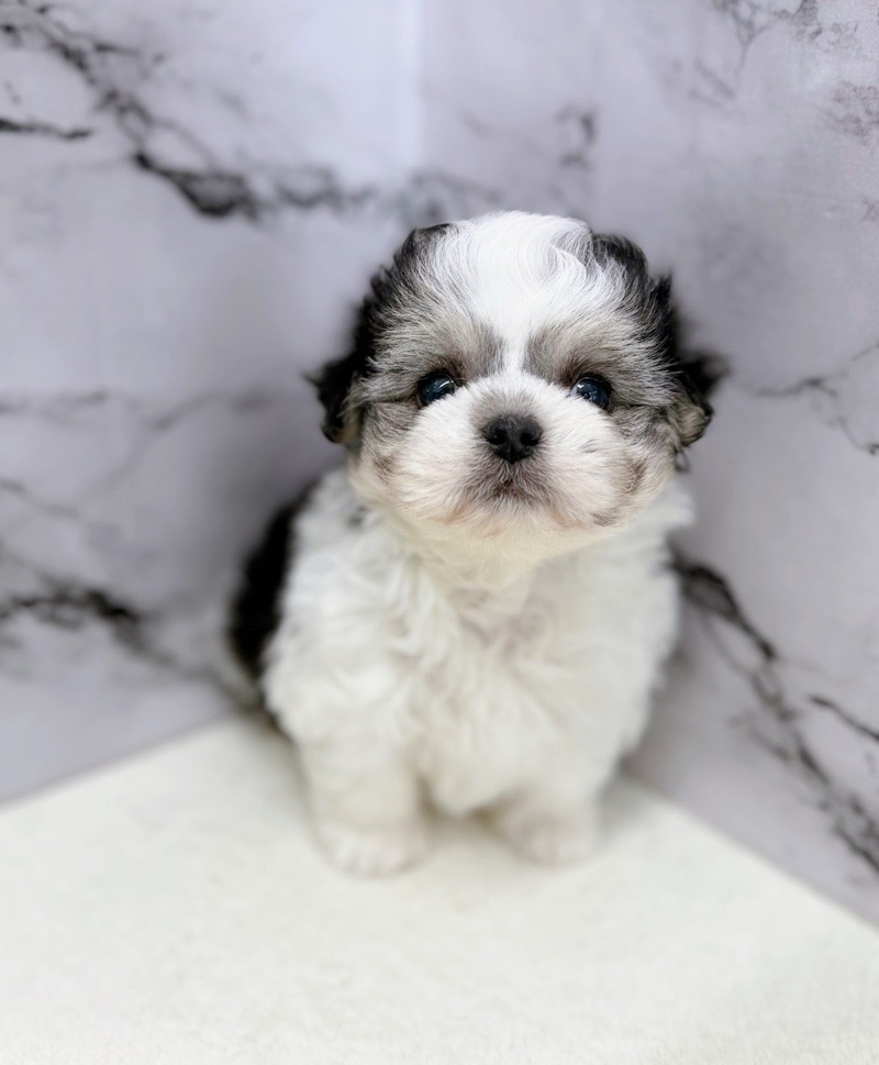 神奈川県のチワマル/マルチワ(チワワ×マルチーズ) (かねだい東戸塚店/2025年11月6日生まれ/男の子/ブラックホワイト)の子犬の3枚目の画像