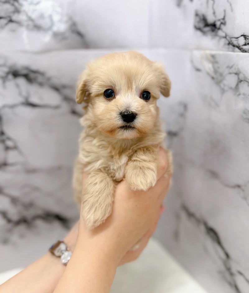 神奈川県のマルプー(マルチーズ×プードル) (かねだい東戸塚店/2025年11月10日生まれ/男の子/アプリコット)の子犬の2枚目の画像