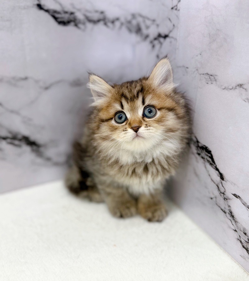 神奈川県のマンチカン (かねだい東戸塚店/2025年11月8日生まれ/女の子/ブラウンタビー)の子猫の3枚目の画像