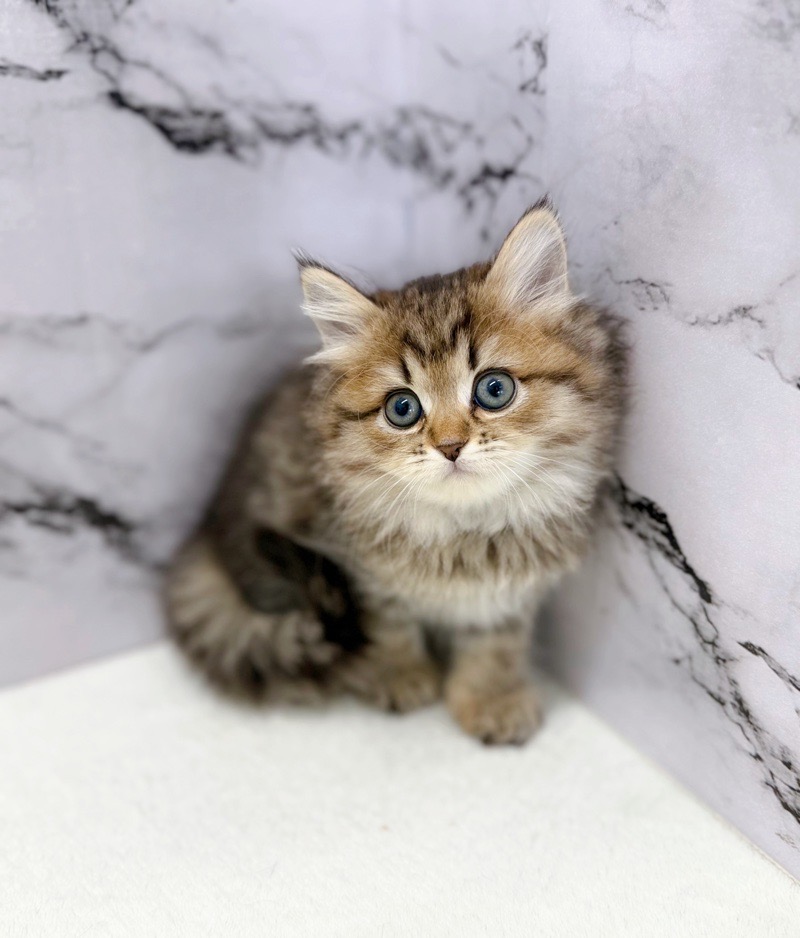 神奈川県のマンチカン (かねだい東戸塚店/2025年11月8日生まれ/女の子/ブラウンタビー)の子猫の4枚目の画像