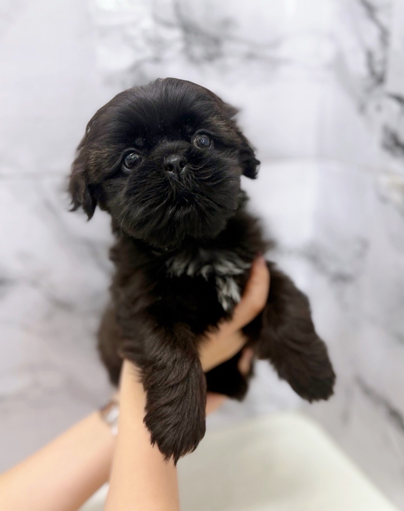 神奈川県のペキズー (かねだい東戸塚店/2025年11月8日生まれ/女の子/ブラック)の子犬の1枚目の画像