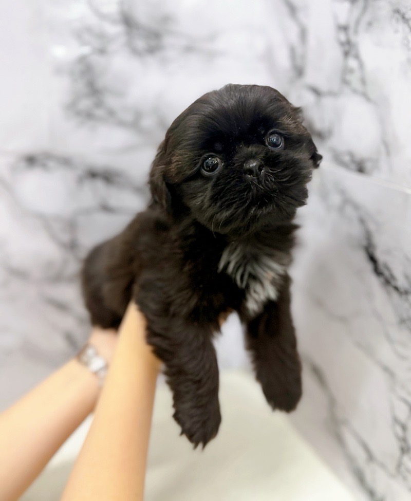 神奈川県のペキズー (かねだい東戸塚店/2025年11月8日生まれ/女の子/ブラック)の子犬の2枚目の画像