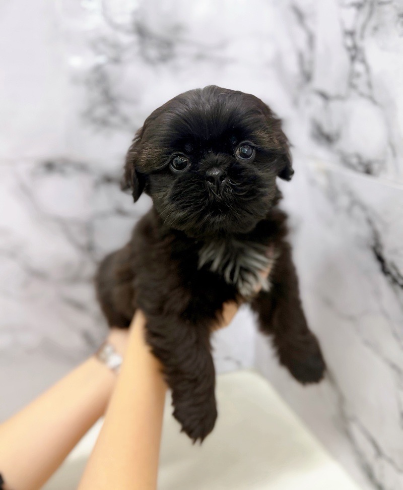神奈川県のペキズー (かねだい東戸塚店/2025年11月8日生まれ/女の子/ブラック)の子犬の3枚目の画像