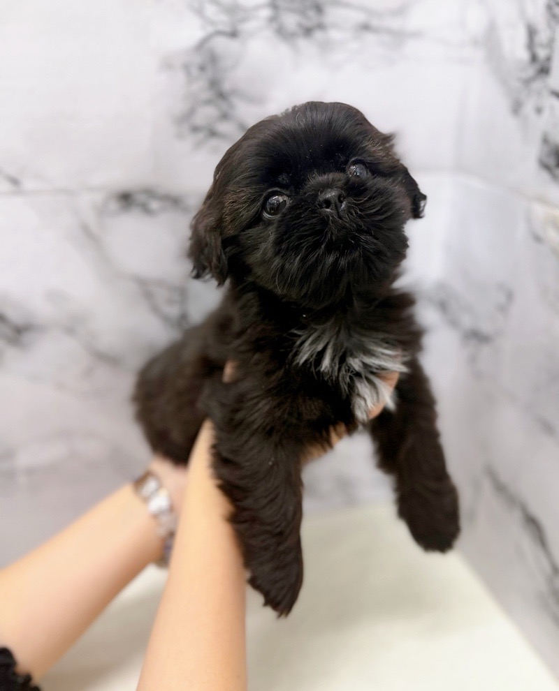 神奈川県のペキズー (かねだい東戸塚店/2025年11月8日生まれ/女の子/ブラック)の子犬の4枚目の画像