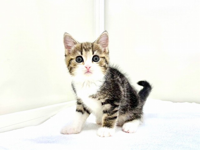 東京都のマンチカン (かねだい本町田店/2025年11月8日生まれ/女の子/ブラウンタビーホワイト)の子猫の3枚目の画像