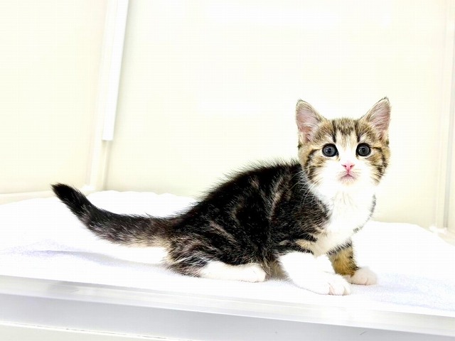 東京都のマンチカン (かねだい本町田店/2025年11月8日生まれ/女の子/ブラウンタビーホワイト)の子猫の4枚目の画像