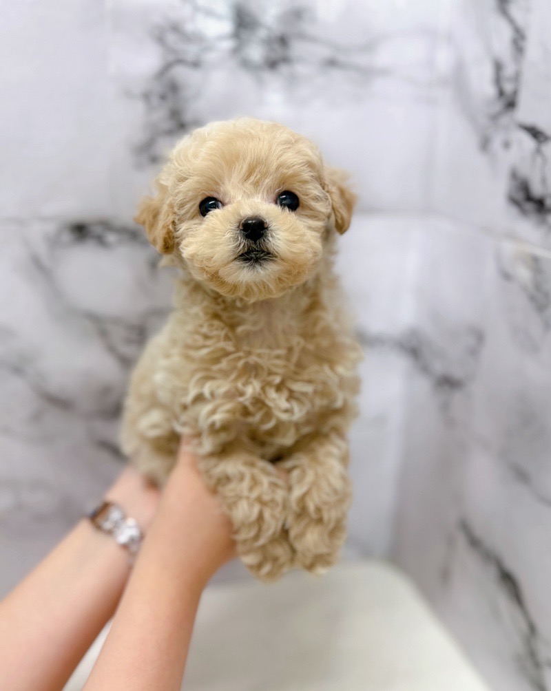 神奈川県のパピプー (かねだい東戸塚店/2025年11月9日生まれ/女の子/アプリコット)の子犬の1枚目の画像