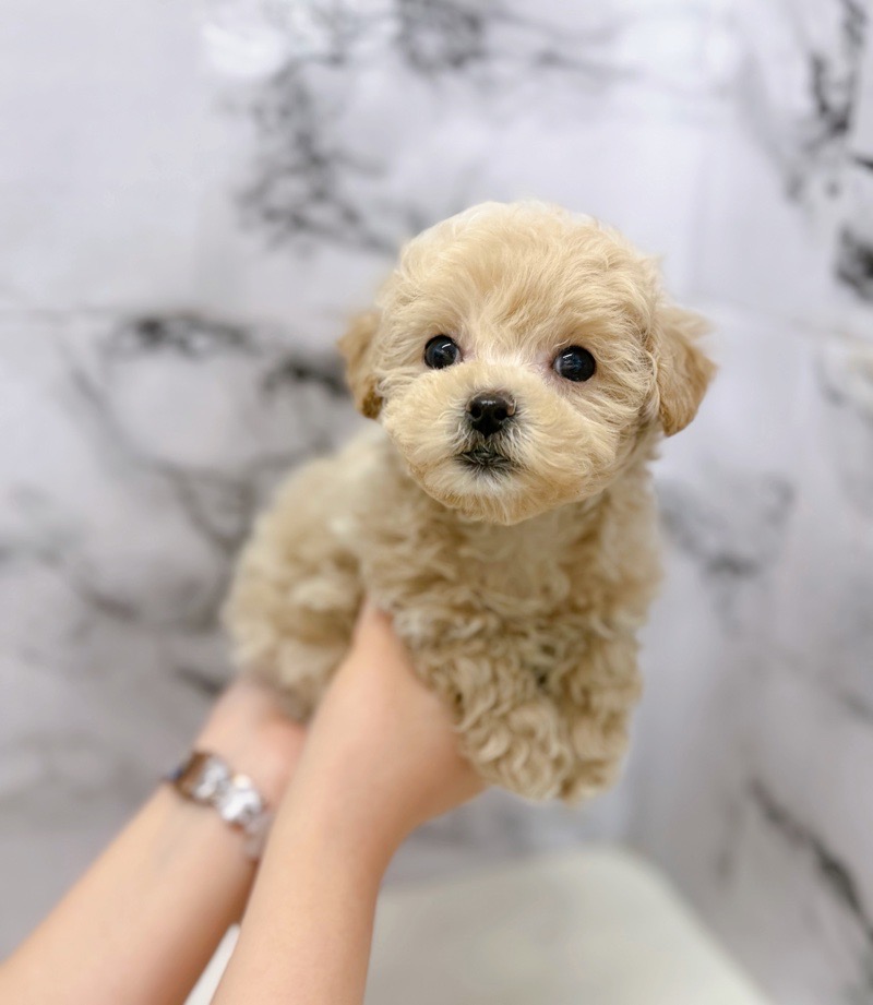 神奈川県のパピプー (かねだい東戸塚店/2025年11月9日生まれ/女の子/アプリコット)の子犬の2枚目の画像