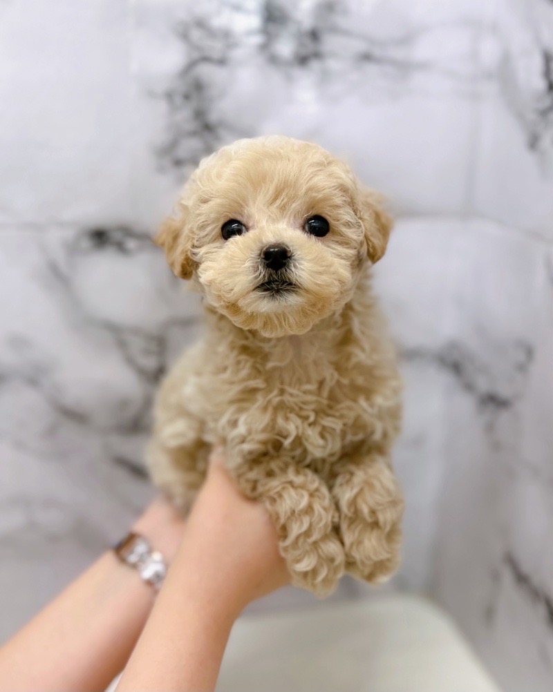 神奈川県のパピプー (かねだい東戸塚店/2025年11月9日生まれ/女の子/アプリコット)の子犬の4枚目の画像