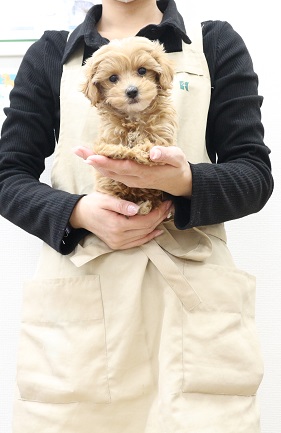 神奈川県のハーフ犬・ミックス犬 (かねだい伊勢原店/2025年11月9日生まれ/女の子/アプリコット)の子犬