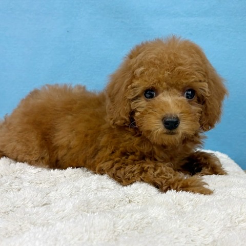 千葉県のトイプードル(トイ) (かねだい四街道店/2025年11月3日生まれ/男の子/レッド)の子犬の2枚目の画像