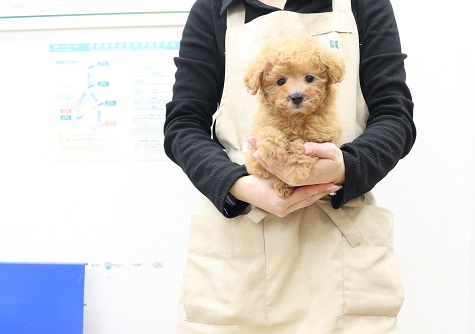 神奈川県のトイプードル(トイ) (かねだい伊勢原店/2025年11月1日生まれ/女の子/レッド)の子犬