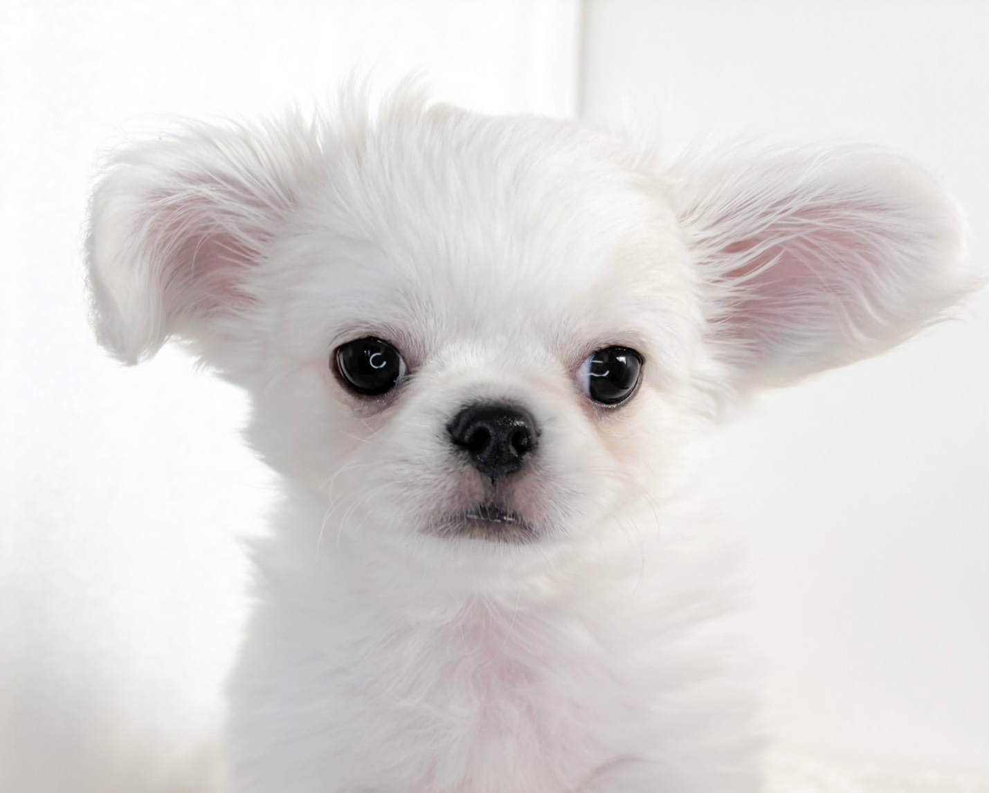 群馬県のチワペキ/ペキチー/ペキチワ(チワワ×ペキニーズ) (かねだいペットトライアル桐生/2025年10月5日生まれ/男の子/ホワイト)の子犬の2枚目の画像