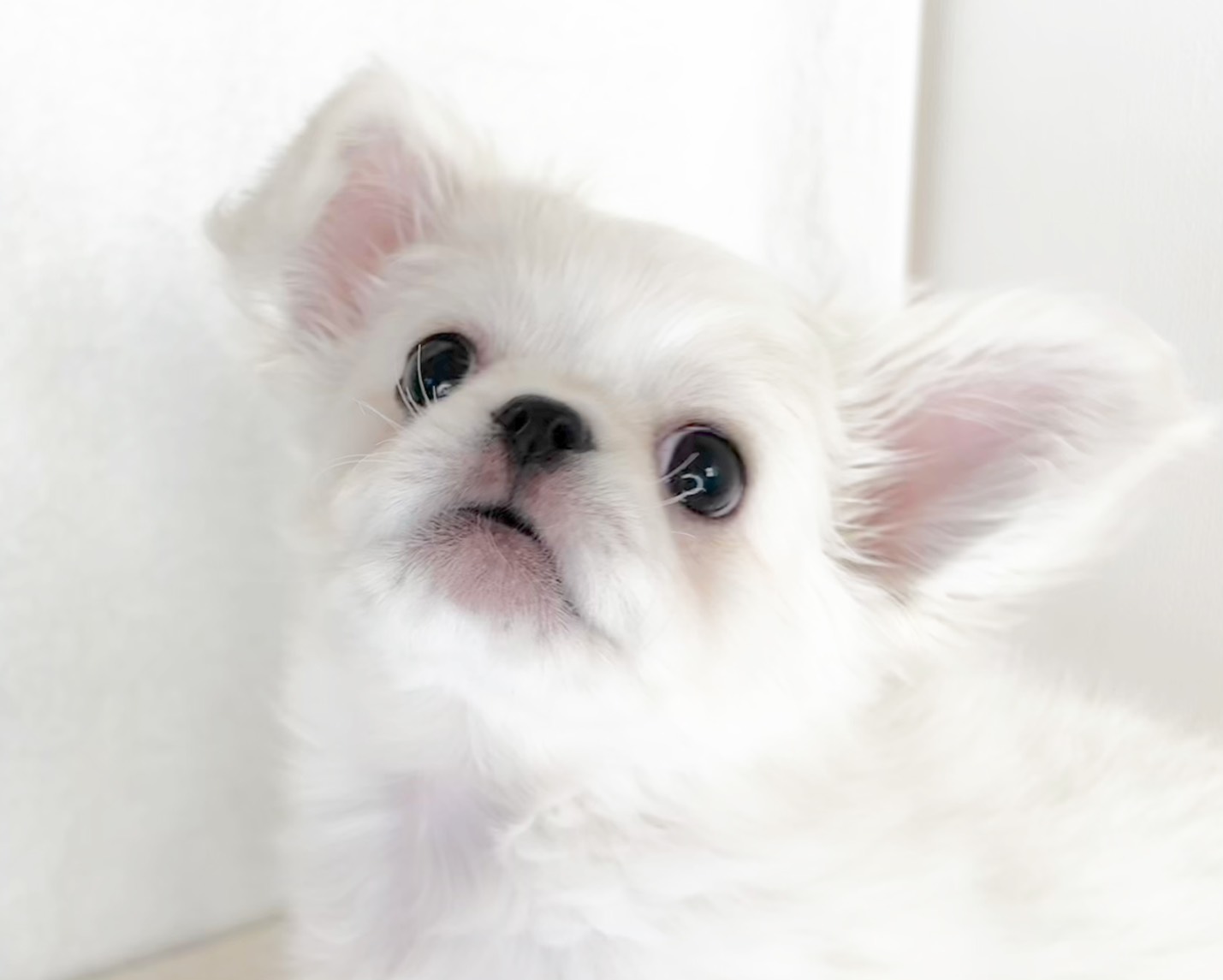 群馬県のチワペキ/ペキチー/ペキチワ(チワワ×ペキニーズ) (かねだいペットトライアル桐生/2025年10月5日生まれ/男の子/ホワイト)の子犬の1枚目の画像