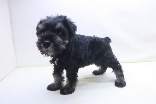 神奈川県のミニチュアシュナウザー (かねだい海老名店/2025年11月9日生まれ/男の子/ブラックシルバー)の子犬