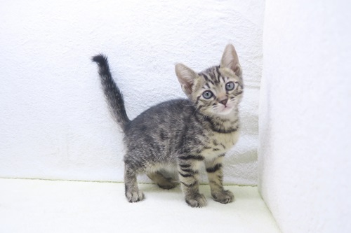 神奈川県のマンチカン (かねだい海老名店/2025年11月7日生まれ/男の子/ブラウンスポットタビー)の子猫