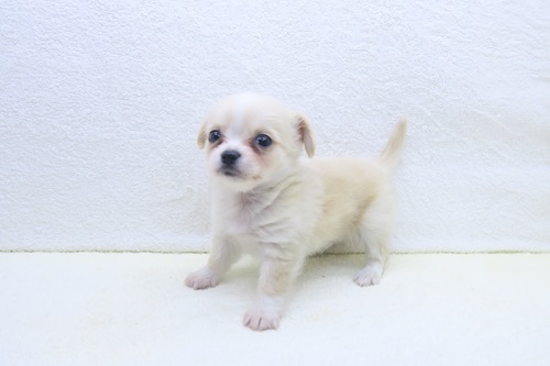 神奈川県のハーフ犬・ミックス犬 (かねだい海老名店/2025年11月9日生まれ/男の子/クリーム)の子犬