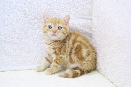 神奈川県のアメリカンショートヘアー (かねだい海老名店/2025年11月10日生まれ/女の子/レッドタビー)の子猫