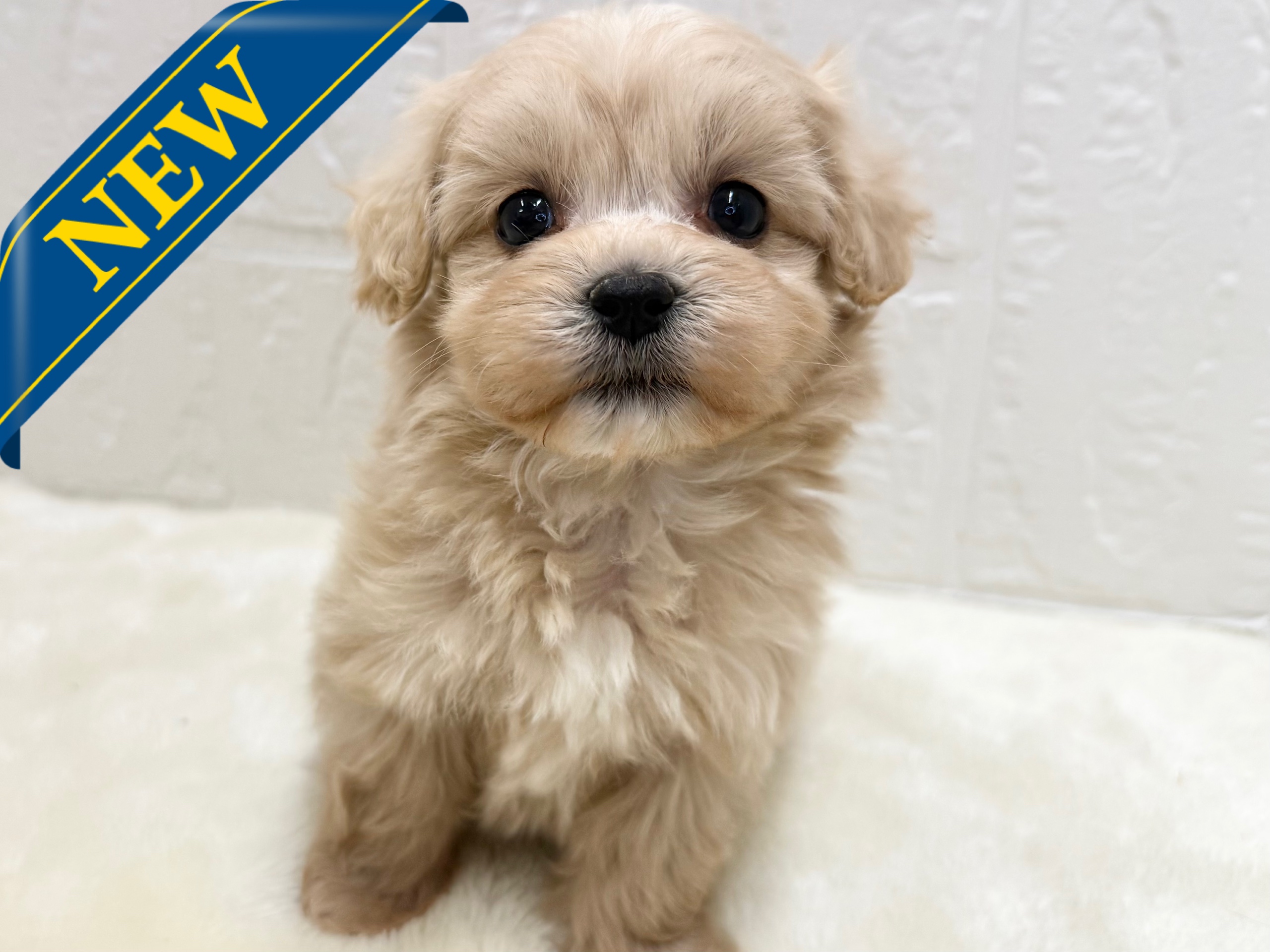東京都のマルプー(マルチーズ×プードル) (かねだい青梅店/2025年11月10日生まれ/女の子/アプリコット)の子犬の1枚目の画像