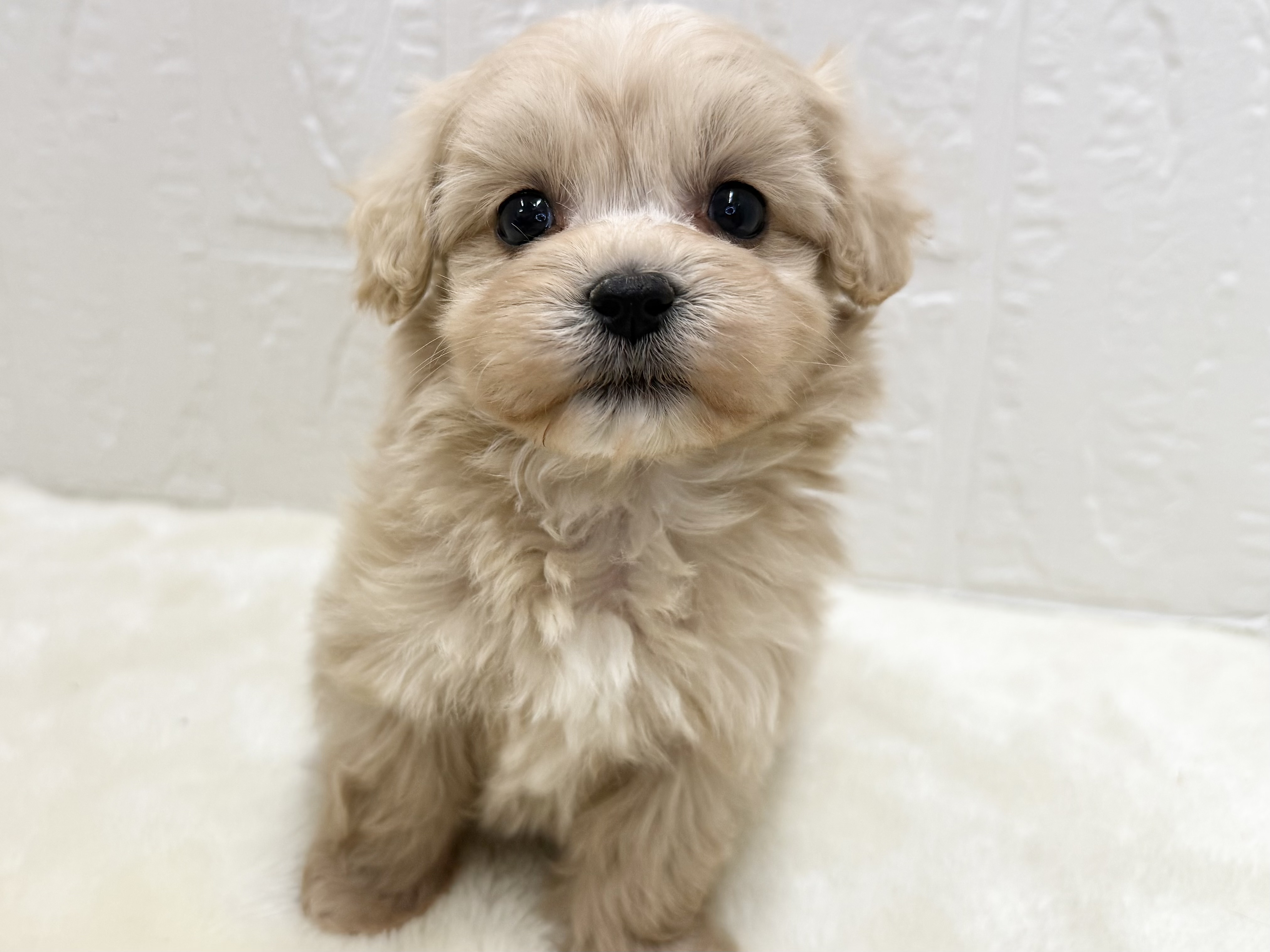 東京都のマルプー(マルチーズ×プードル) (かねだい青梅店/2025年11月10日生まれ/女の子/アプリコット)の子犬の2枚目の画像