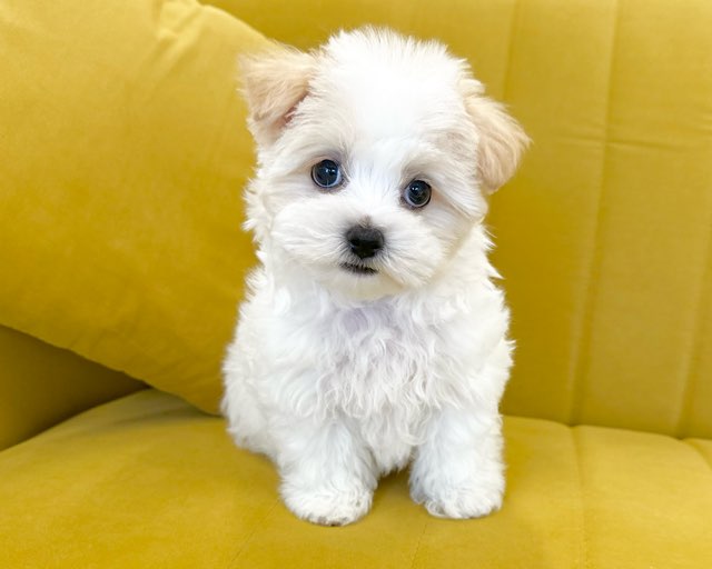 群馬県のマルプー(マルチーズ×プードル) (かねだいペットトライアル前橋/2025年10月28日生まれ/男の子/クリーム)の子犬の3枚目の画像