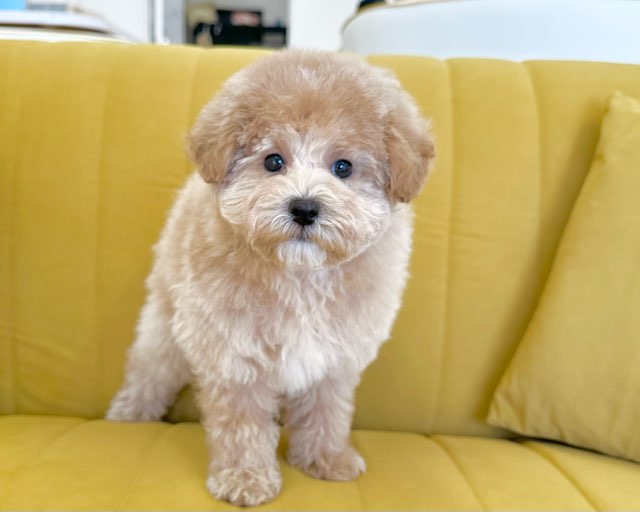 群馬県のハーフ犬・ミックス犬 (かねだいペットトライアル前橋/2025年10月5日生まれ/女の子/アプリコット)の子犬の2枚目の画像