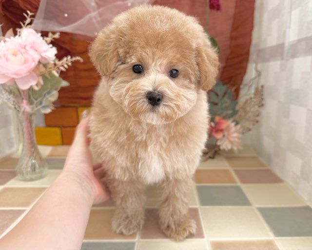 群馬県のハーフ犬・ミックス犬 (かねだいペットトライアル前橋/2025年10月5日生まれ/女の子/アプリコット)の子犬の1枚目の画像