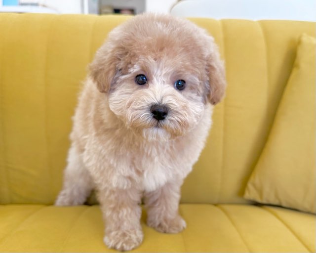 群馬県のハーフ犬・ミックス犬 (かねだいペットトライアル前橋/2025年10月5日生まれ/女の子/アプリコット)の子犬の3枚目の画像