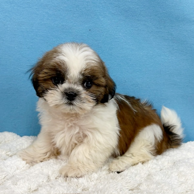 千葉県のシーズー (かねだい四街道店/2025年10月29日生まれ/女の子/ホワイトゴールド)の子犬の1枚目の画像