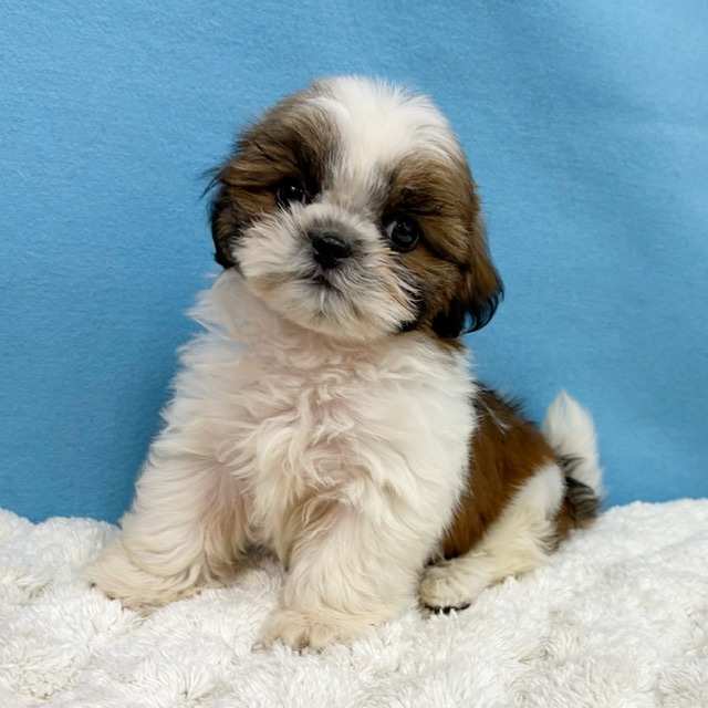 千葉県のシーズー (かねだい四街道店/2025年10月29日生まれ/女の子/ホワイトゴールド)の子犬の2枚目の画像