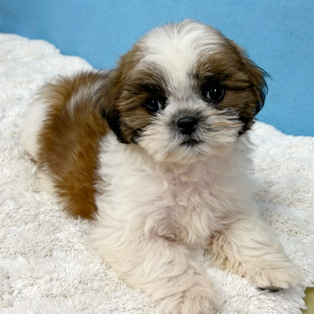 千葉県のシーズー (かねだい四街道店/2025年10月29日生まれ/女の子/ホワイトゴールド)の子犬の3枚目の画像