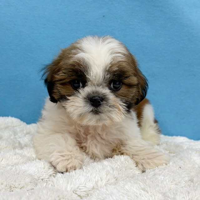 千葉県のシーズー (かねだい四街道店/2025年10月29日生まれ/女の子/ホワイトゴールド)の子犬の4枚目の画像