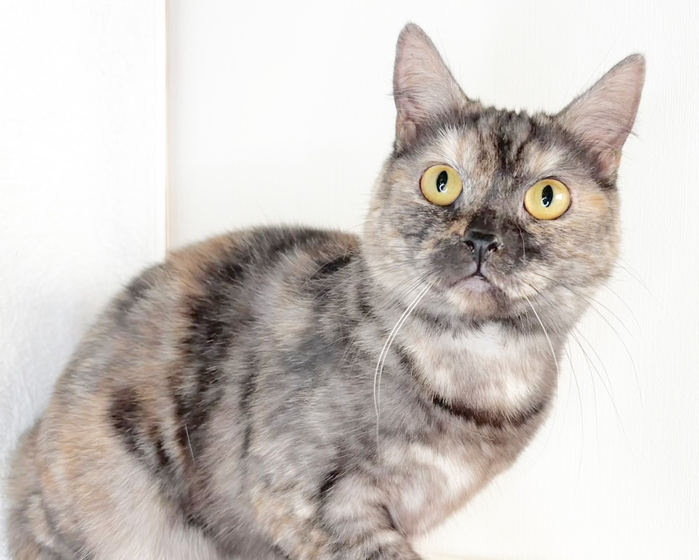 群馬県のマンチカン (かねだいペットトライアル桐生/2025年4月21日生まれ/女の子/トーティーシェル)の子猫の1枚目の画像