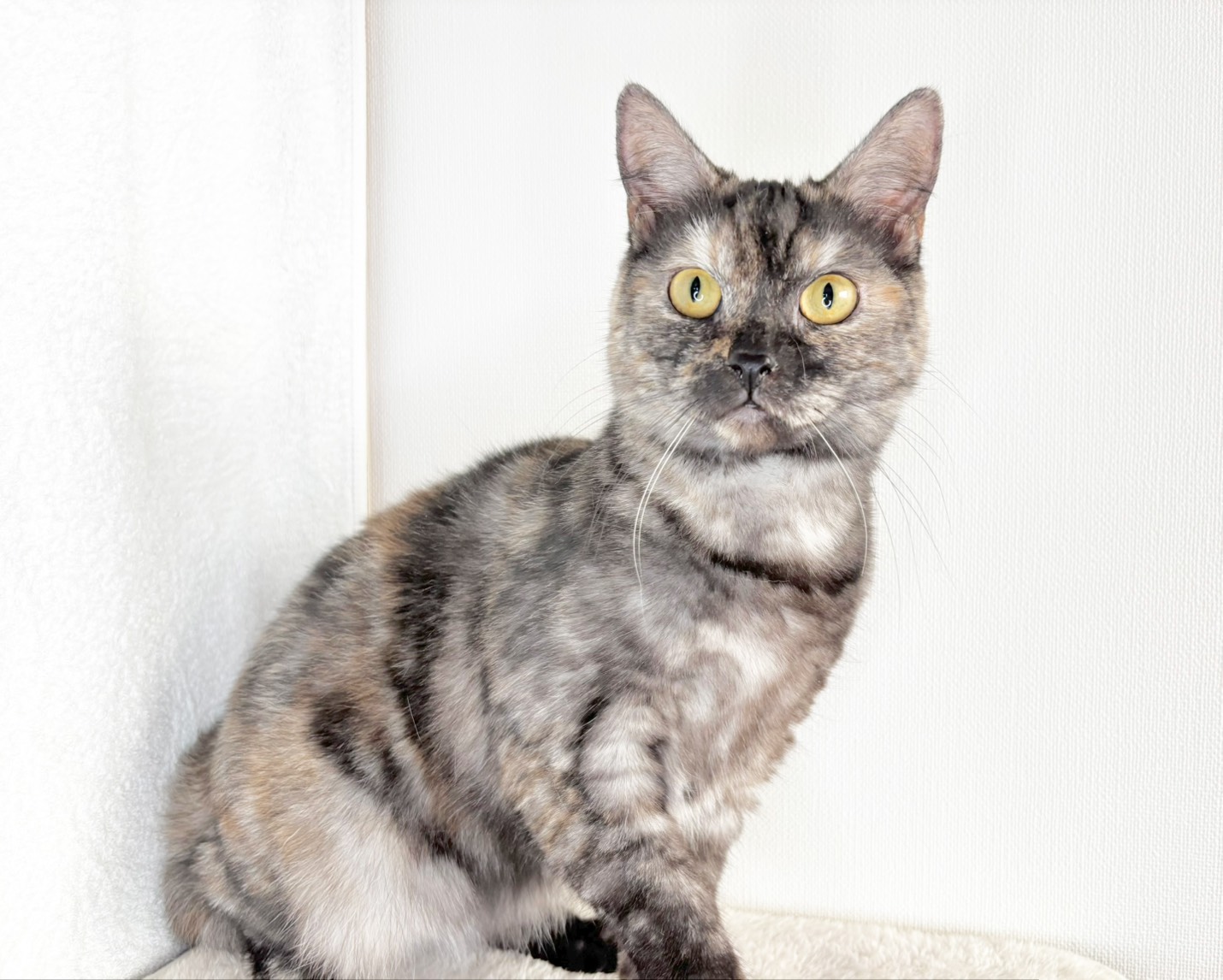 群馬県のマンチカン (かねだいペットトライアル桐生/2025年4月21日生まれ/女の子/トーティーシェル)の子猫の2枚目の画像