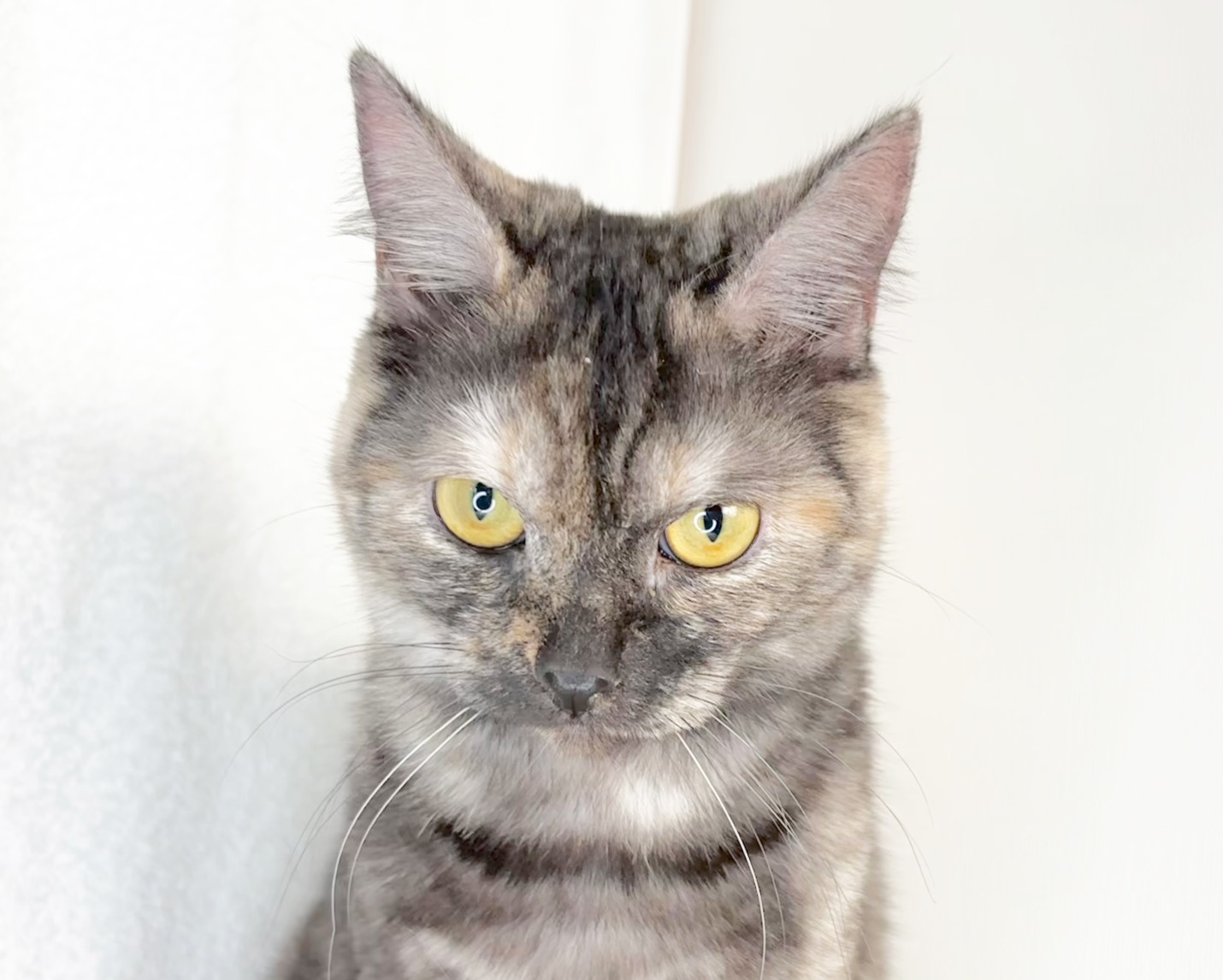 群馬県のマンチカン (かねだいペットトライアル桐生/2025年4月21日生まれ/女の子/トーティーシェル)の子猫の3枚目の画像