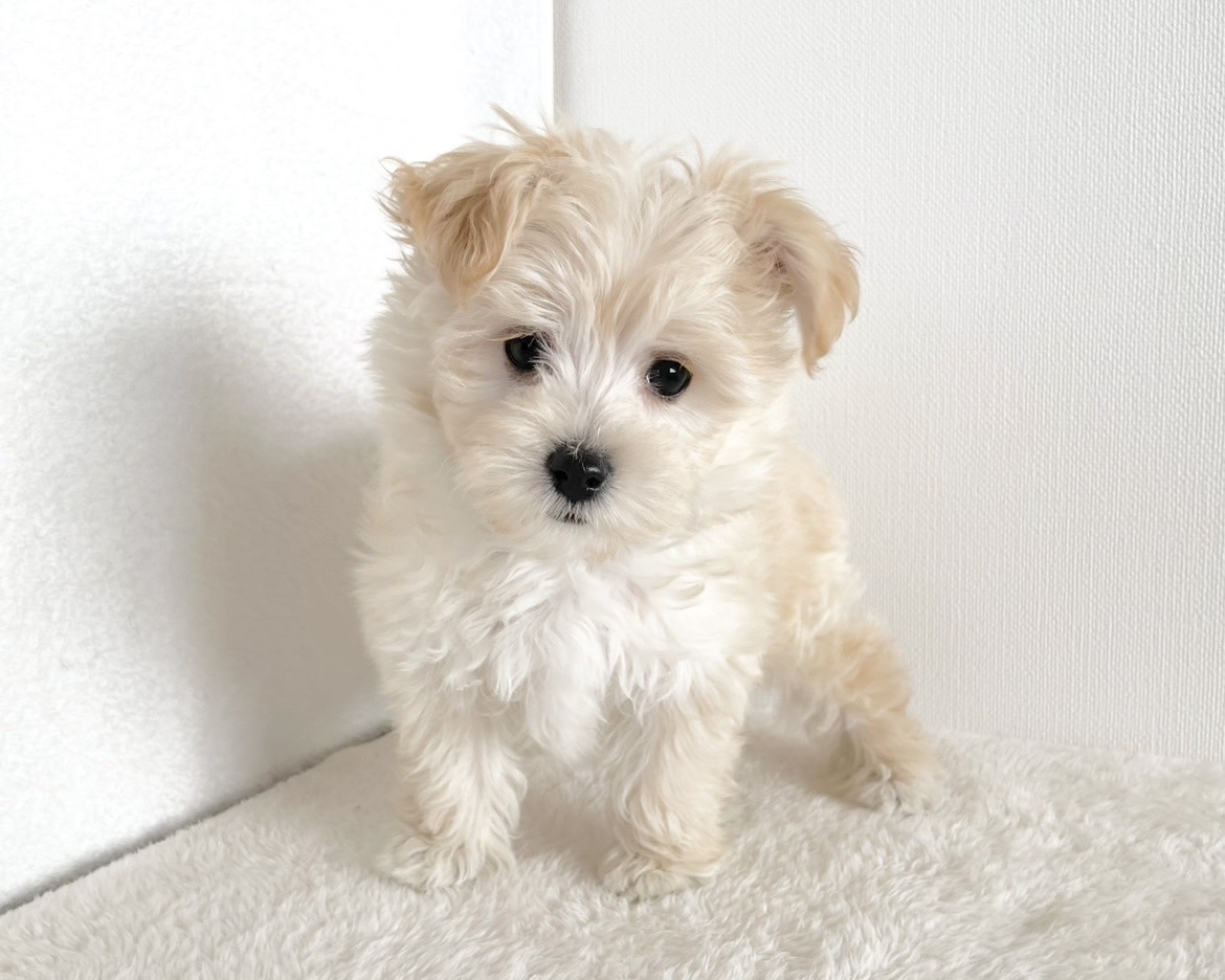 群馬県のマルプー(マルチーズ×プードル) (かねだいペットトライアル桐生/2025年10月14日生まれ/男の子/クリーム)の子犬の2枚目の画像