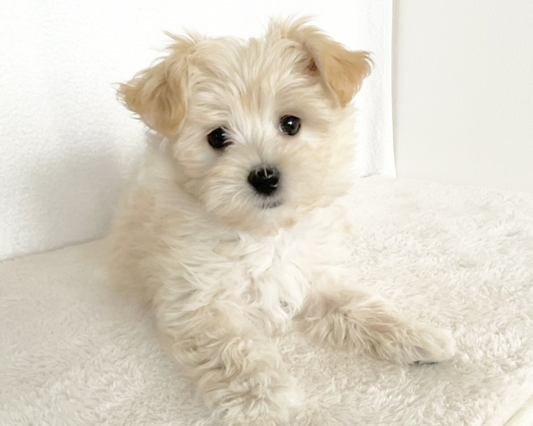 群馬県のマルプー(マルチーズ×プードル) (かねだいペットトライアル桐生/2025年10月14日生まれ/男の子/クリーム)の子犬の3枚目の画像