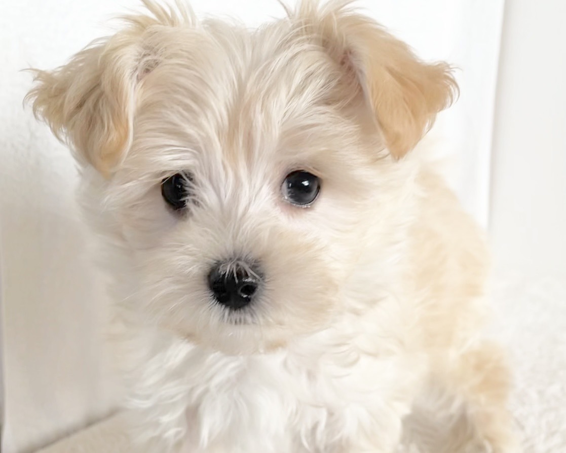 群馬県のマルプー(マルチーズ×プードル) (かねだいペットトライアル桐生/2025年10月14日生まれ/男の子/クリーム)の子犬の1枚目の画像