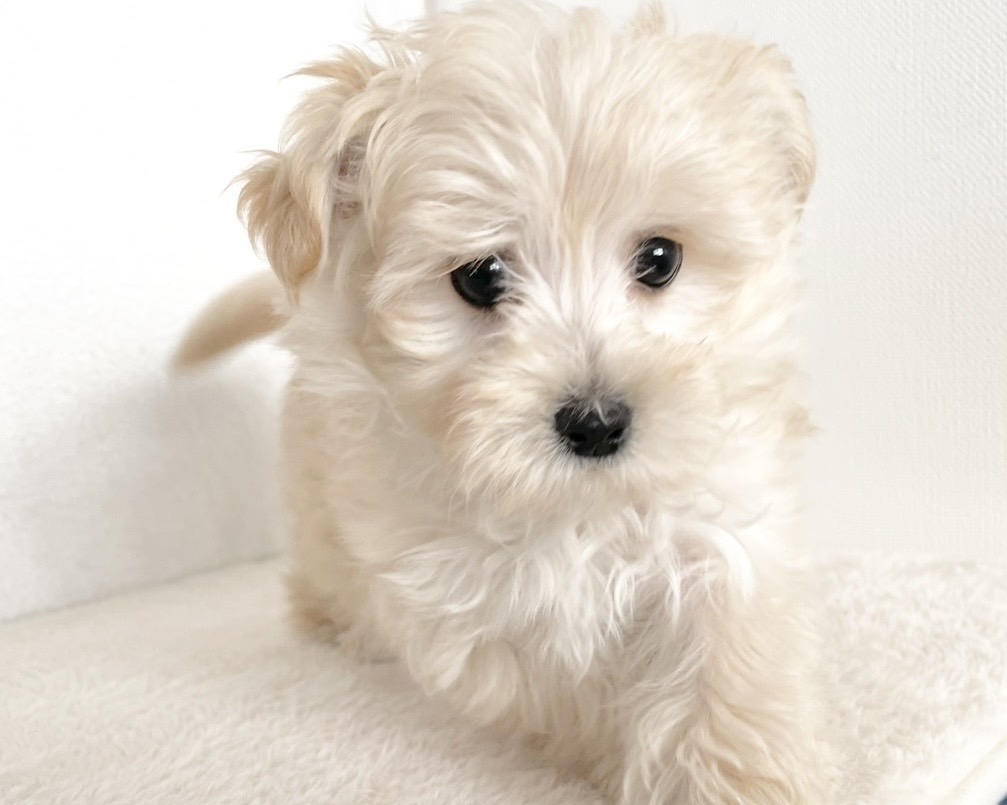 群馬県のマルプー(マルチーズ×プードル) (かねだいペットトライアル桐生/2025年10月14日生まれ/男の子/クリーム)の子犬の4枚目の画像