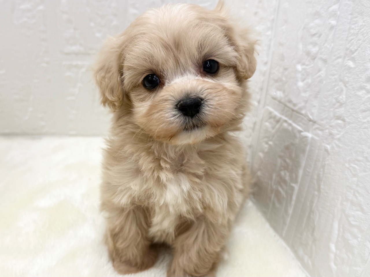 東京都のマルプー(マルチーズ×プードル) (かねだい青梅店/2025年11月10日生まれ/女の子/アプリコット)の子犬の3枚目の画像