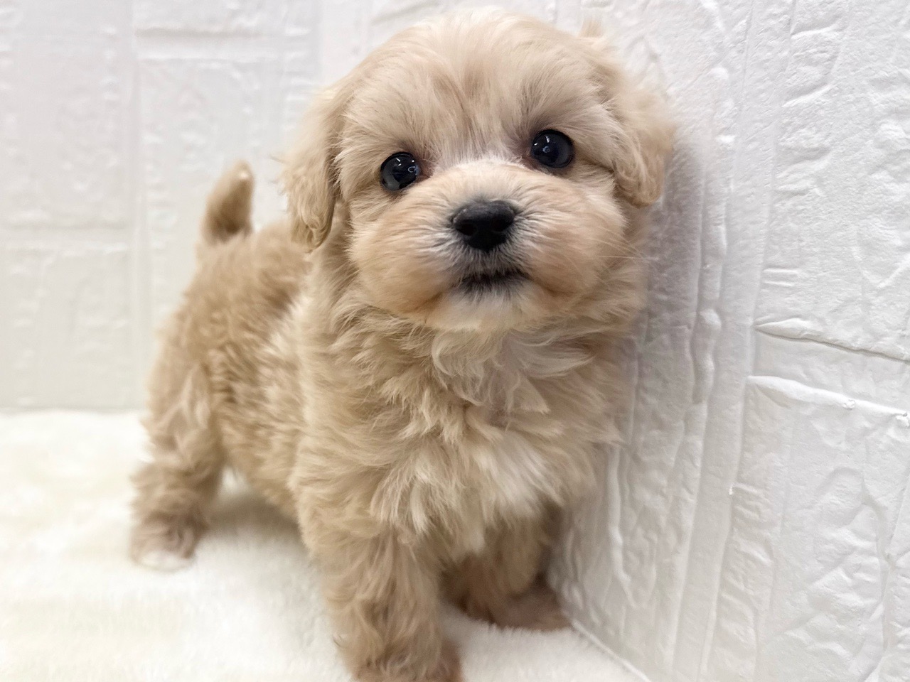 東京都のマルプー(マルチーズ×プードル) (かねだい青梅店/2025年11月10日生まれ/女の子/アプリコット)の子犬の4枚目の画像